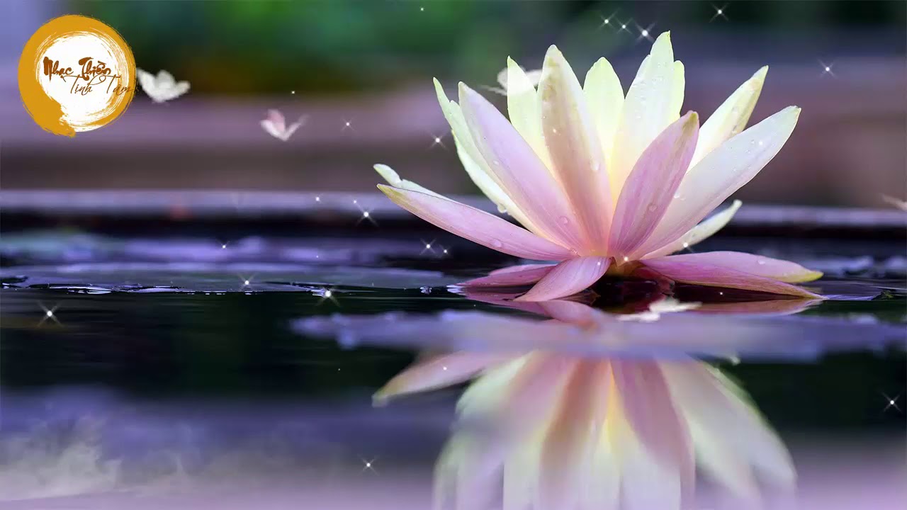 Nhạc thiền hoa sen nước chảy mang ý nghĩa sâu sắc